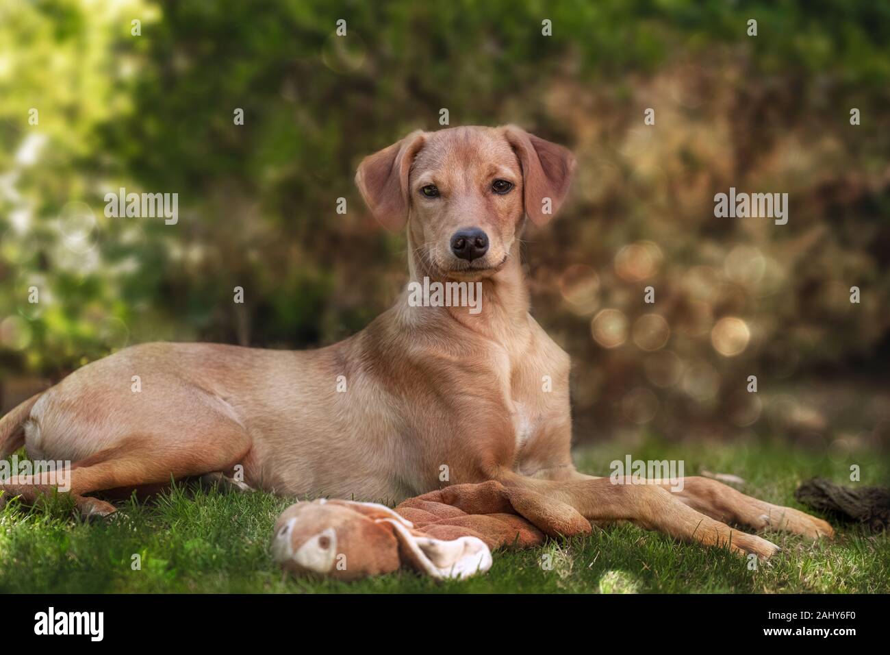 Ritratto di giovane podenco cane in un giardino in estate Foto Stock