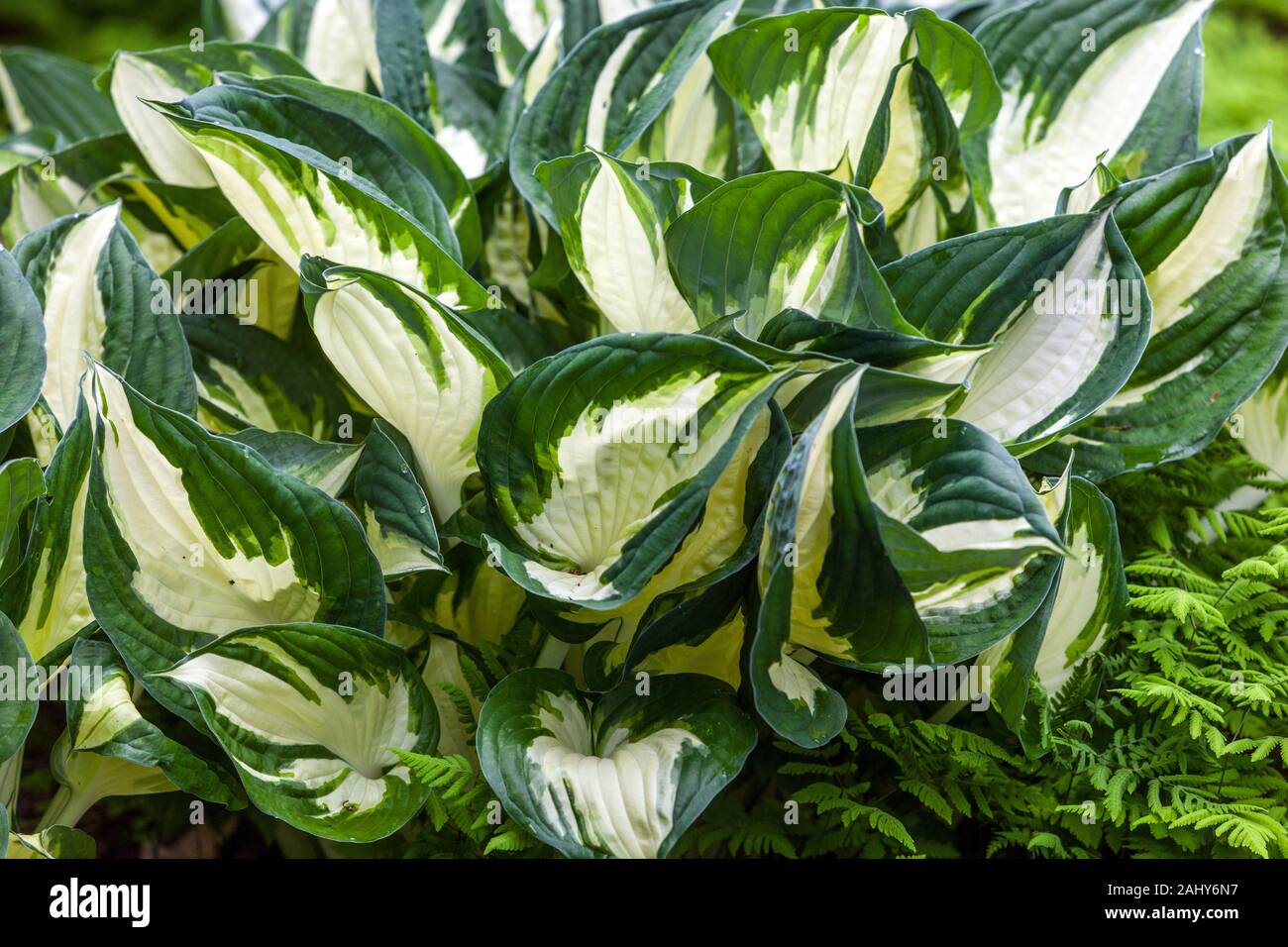 Hostas foglie variegate Hosta 'fuoco e ghiaccio' Foto Stock
