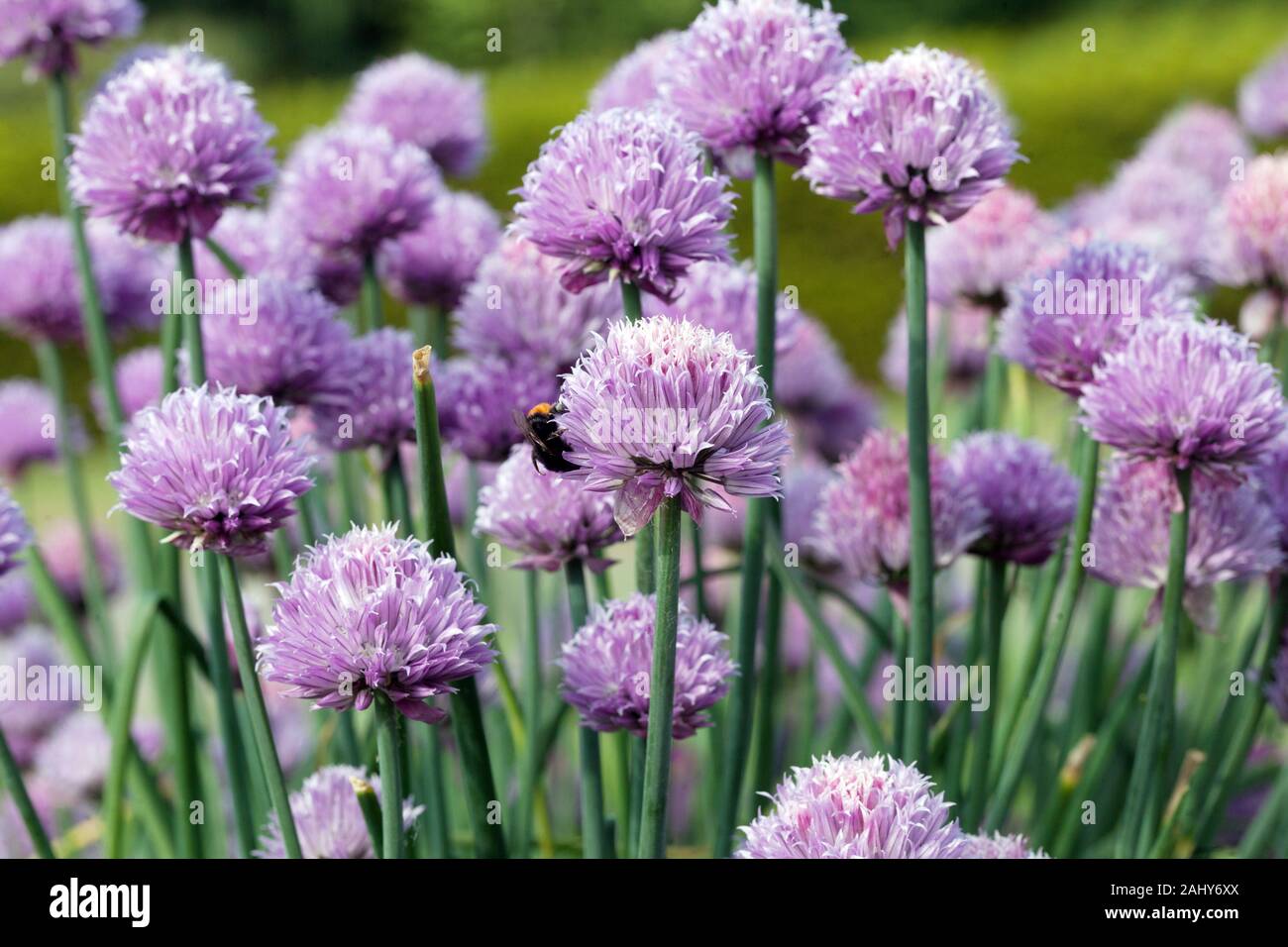 Orto fiori di erba cipollina orto fiori di erba cipollina giardino Foto Stock