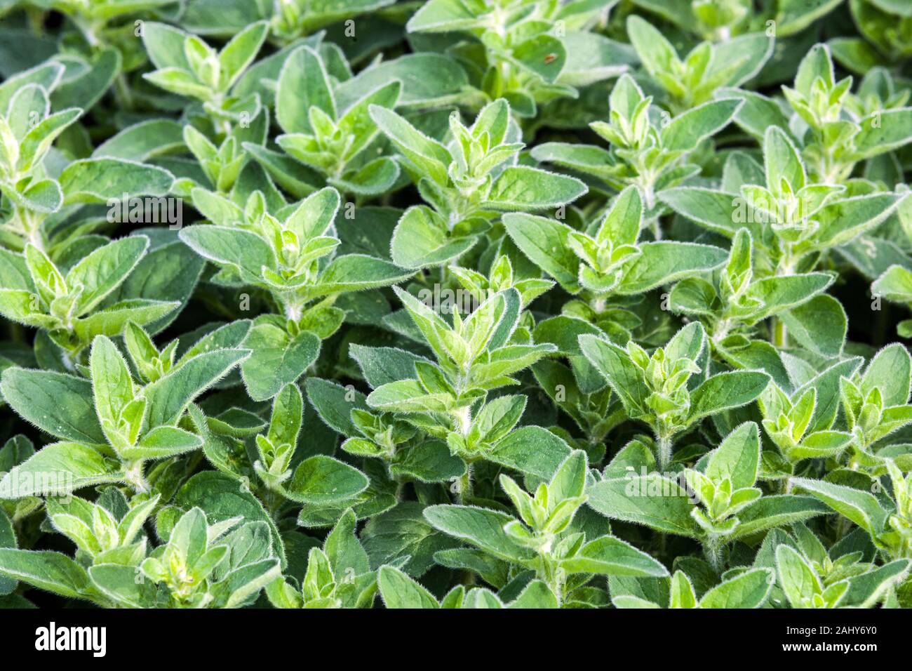 Oreganos Origanum vulgare origano origano Foto Stock