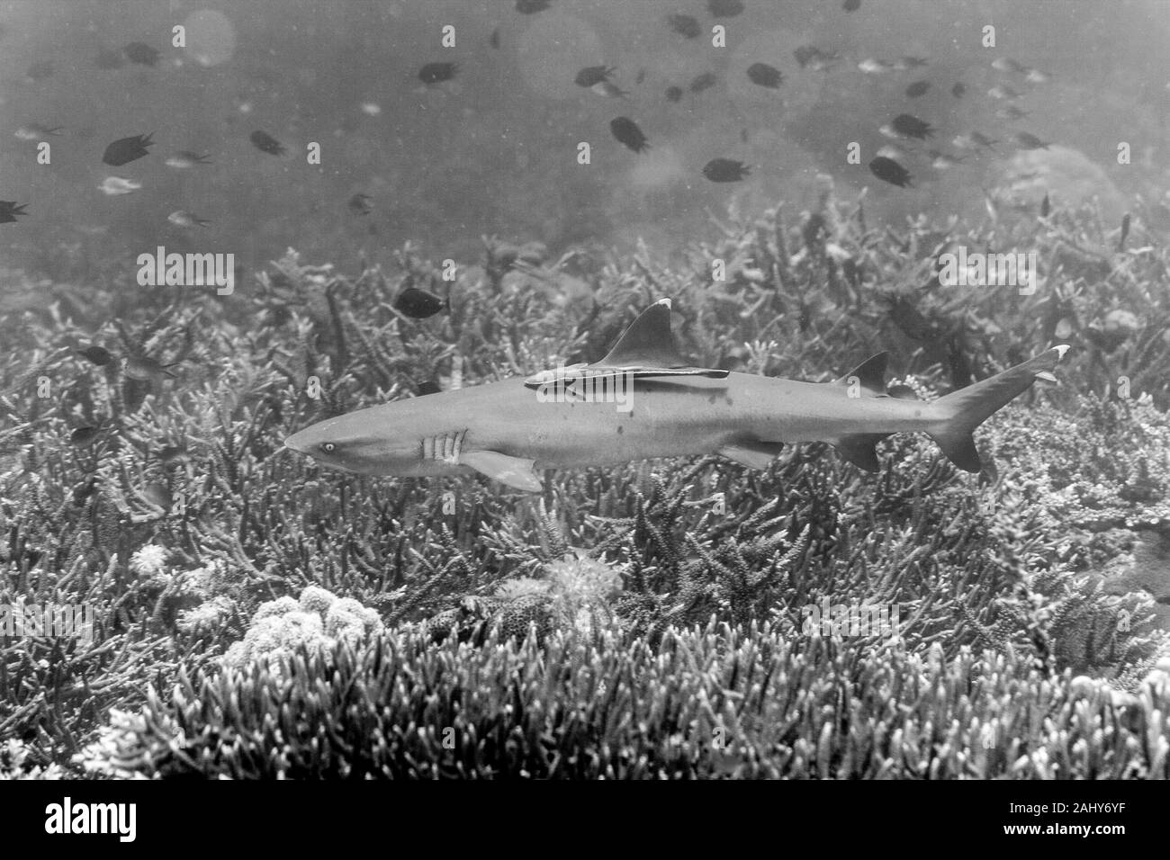 Il sorprendente mondo sottomarino di indiani e Pacifical oceani Foto Stock