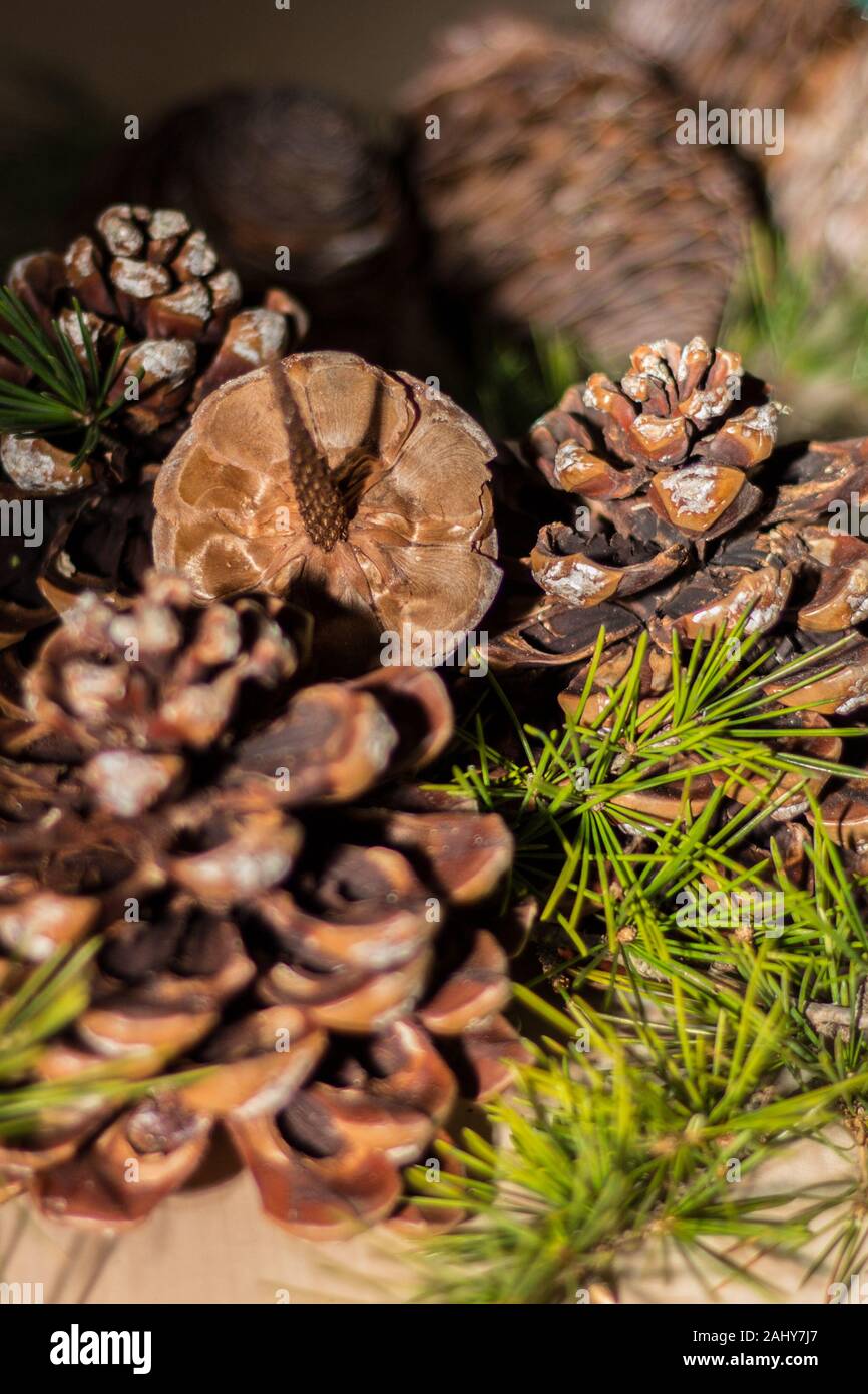 Strobilo, comunemente chiamato pigna, utilizzato nelle decorazioni di Natale Foto Stock