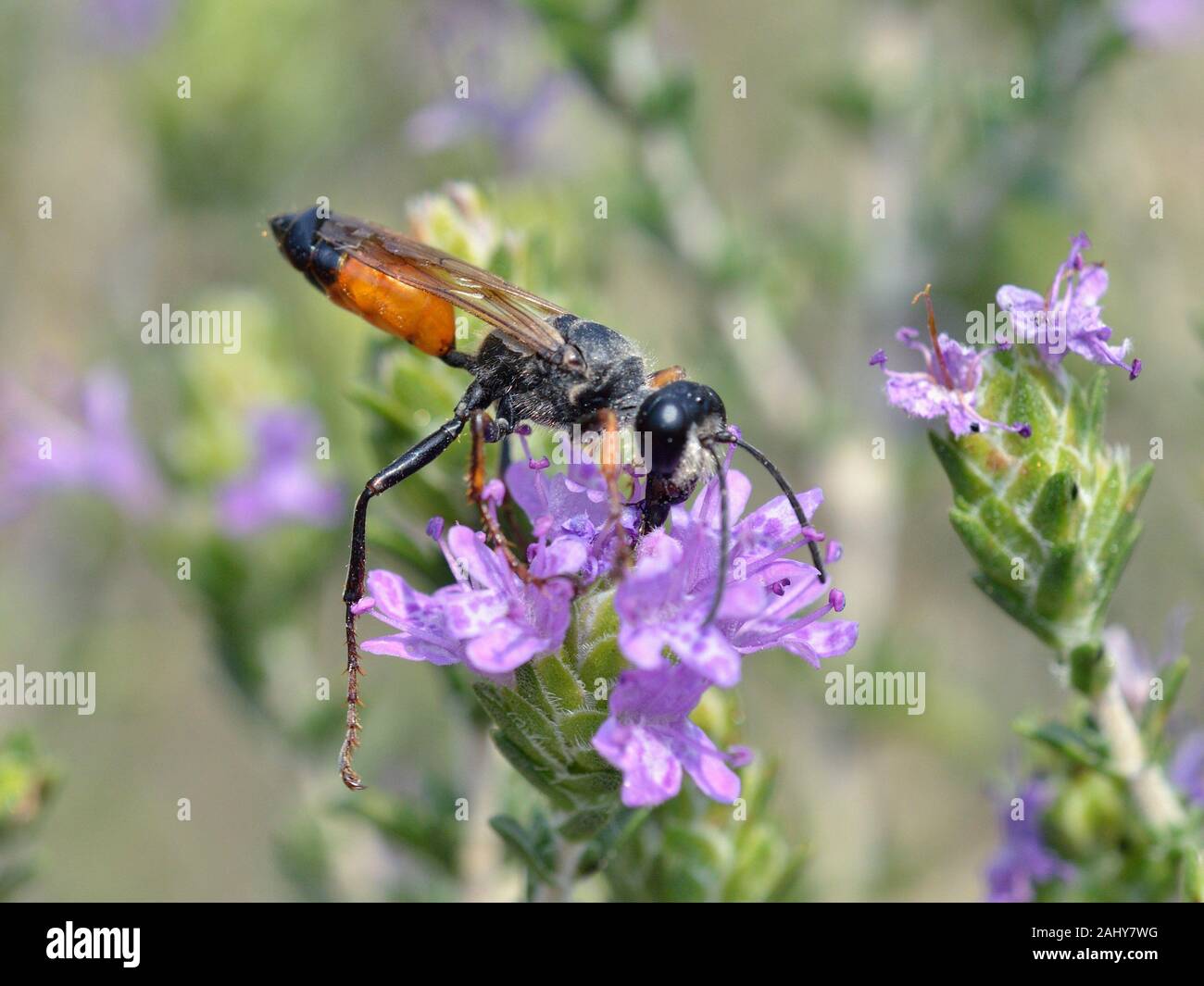 Sphex funerarius, il golden digger wasp, è una specie di digger wasp appartenenti alla famiglia Sphecidae, Grecia. Foto Stock
