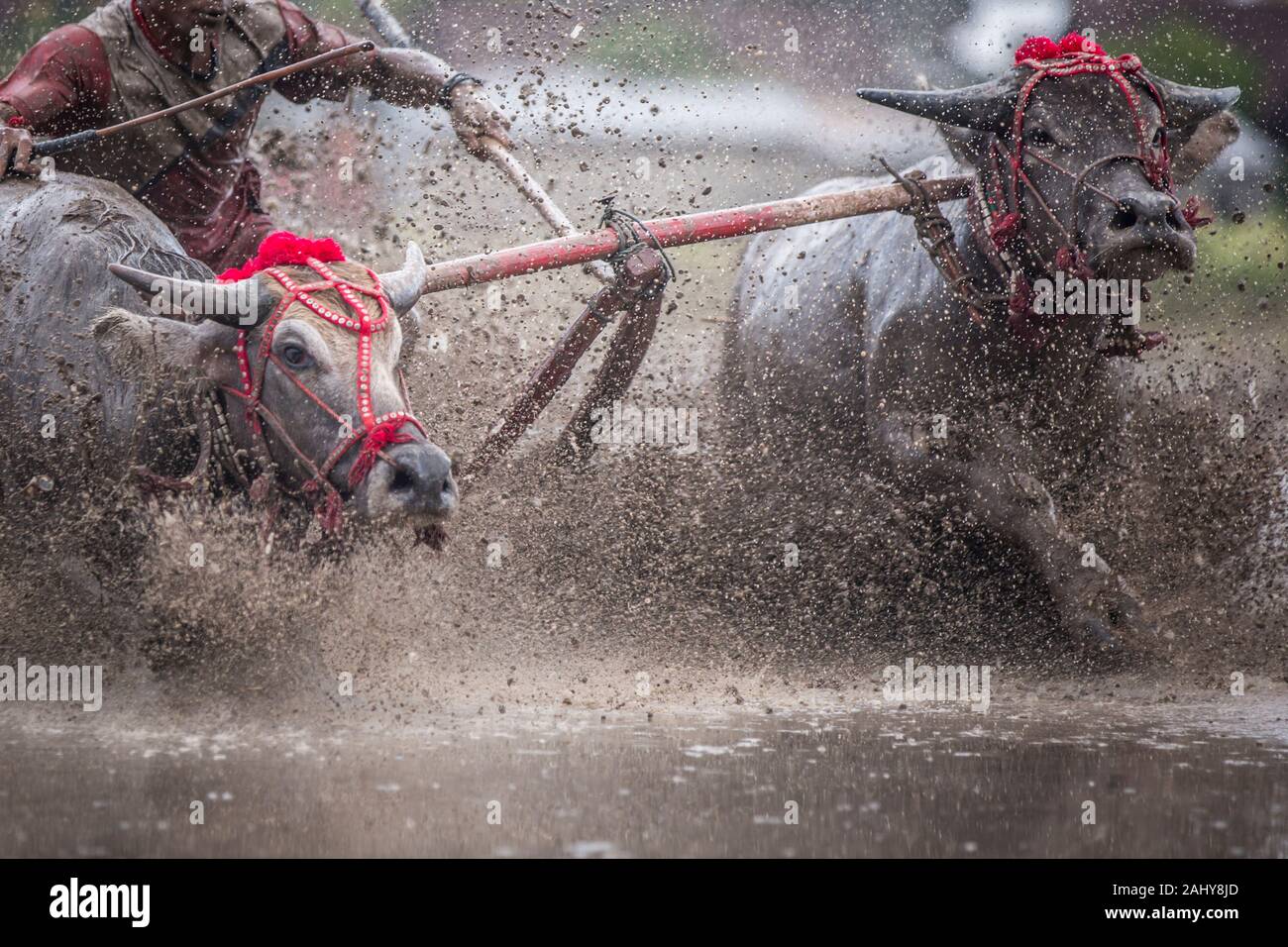 Una coppia di tori da competizione attraverso il fangoso campo di riso. Foto Stock