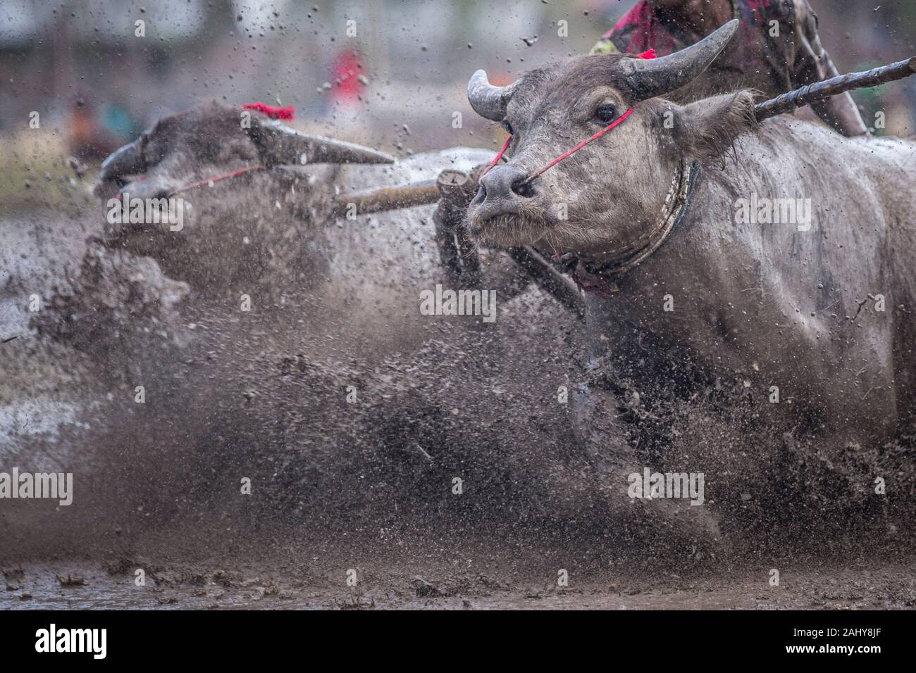 Una coppia di tori da competizione attraverso il fangoso campo di riso. Foto Stock