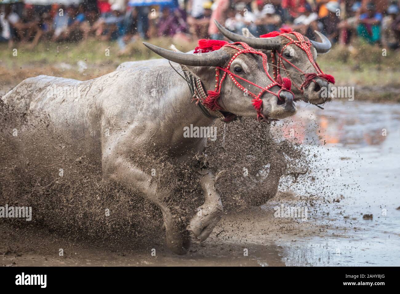 Una coppia di tori da competizione attraverso il fangoso campo di riso. Foto Stock