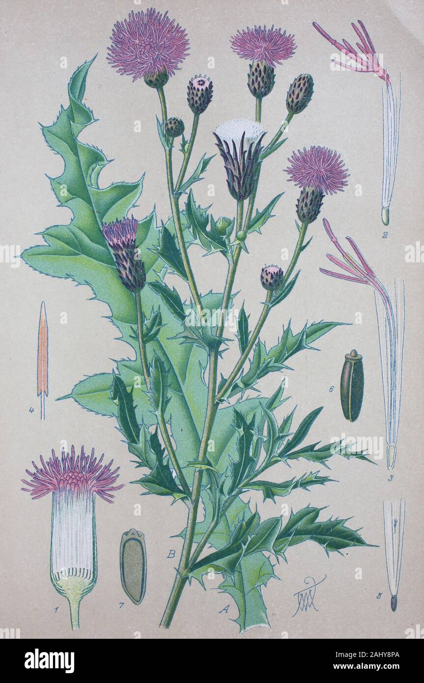 Cirsium arvense, impianti nella famiglia Asteraceae, creeping thistle / Acker-Kratzdistel, Cirsium arvense, Ackerdistel, Pflanzenart aus der Gattung der Kratzdisteln, digitale migliorata la riproduzione di un originale di stampa dal xix secolo / digitale Reproduktion von einer Originalvorlage aus dem 19. Jahrhundert Foto Stock