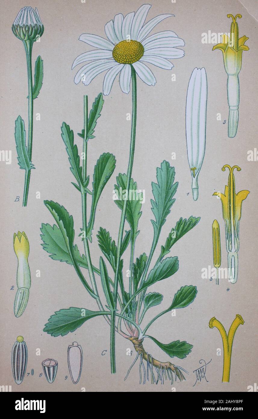 Leucanthemum vulgare, la Margherita occhio di bue, oxeye daisy / Magerwiesen-Margerite, Leucanthemum vulgare, Gattung der Margeriten in der Familie der Korbblütengewächse, digitale migliorata la riproduzione di un originale di stampa dal xix secolo / digitale Reproduktion von einer Originalvorlage aus dem 19. Jahrhundert Foto Stock