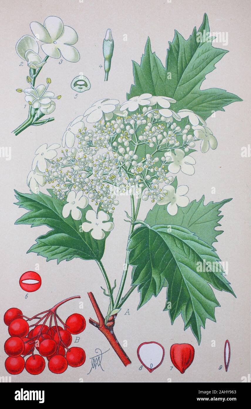 Viburnum opulus, nome comune viburno-rose, famiglia Adoxaceae, precedentemente Caprifoliaceae / Gewöhnlicher Schneeball, Viburnum opulus, Gemeiner Schneeball, Herzbeer, Blutbeer, Dampfbeere, Drosselbeerstrauch, Geißenball, Glasbeere, Schlangenbeere, Wasserholder, Wasser-Schneeball, Pflanzenart aus der Gattung der Schneebälle, digitale migliorata la riproduzione di un originale di stampa dal xix secolo / digitale Reproduktion von einer Originalvorlage aus dem 19. Jahrhundert Foto Stock