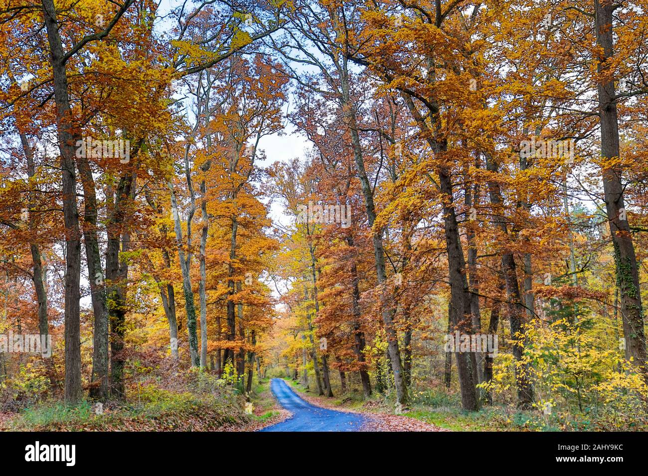 Automn luce e natura, Auvergne, Francia. Foto Stock