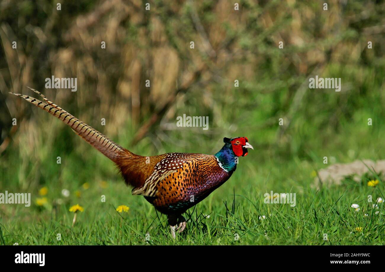 Il fagiano comune (Phasianus colchicus) maschio nel prato in fiore, Schleswig-Holstein, Germania Foto Stock