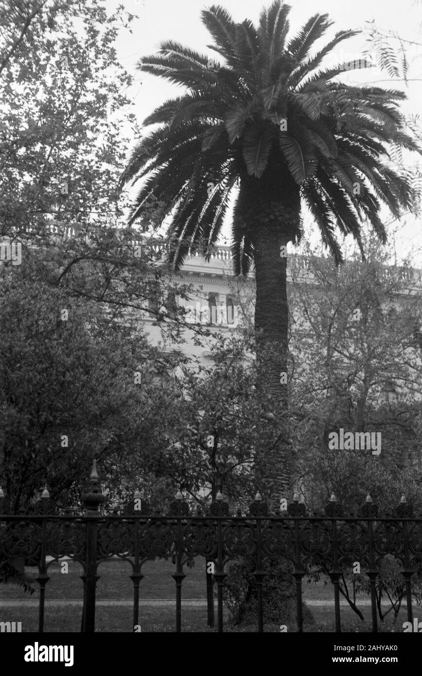 Blick auf eine Palme im Vorgarten des Königsschloss di Atene, Griechenland 1950er Jahre. Vista di una Palma nel giardino del castello reale di Atene, Grecia degli anni cinquanta. Foto Stock