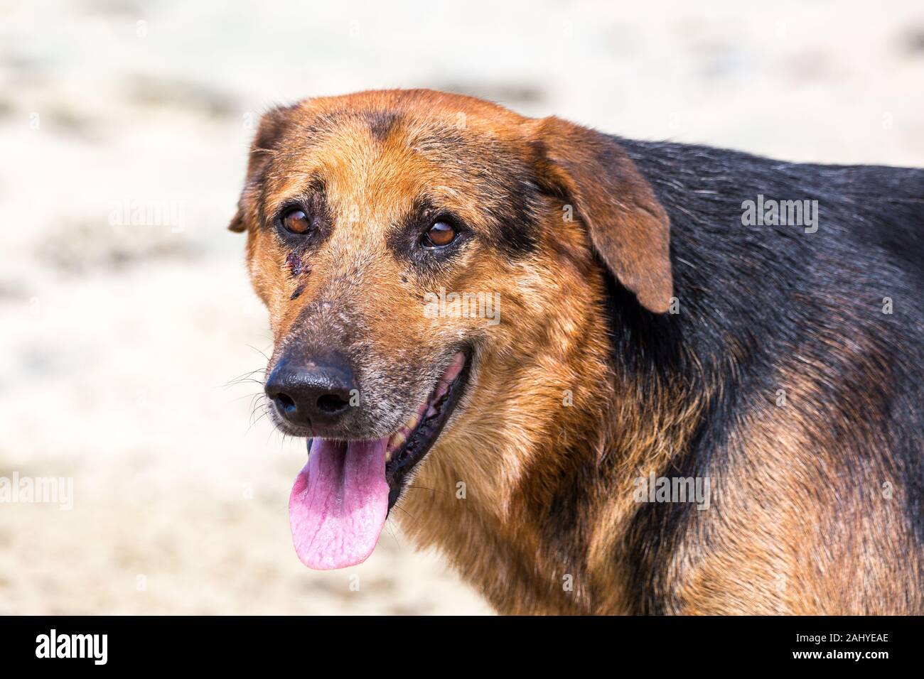 Ritratto di un vecchio cane Foto Stock
