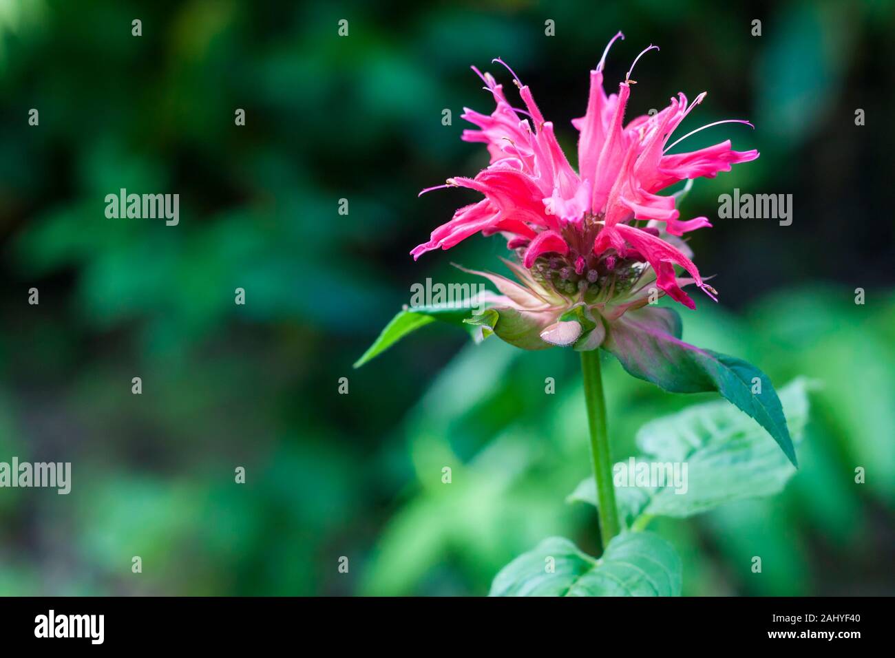 Rosso (Monarda Monarda didyma) fiore closeup Foto Stock