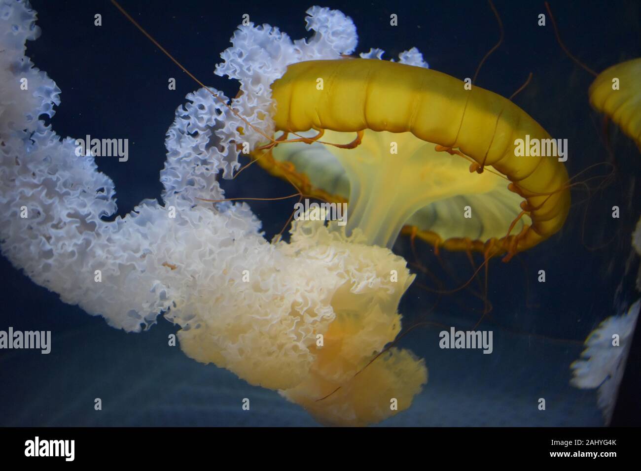 Giallo jelly fish vista ravvicinata Foto Stock