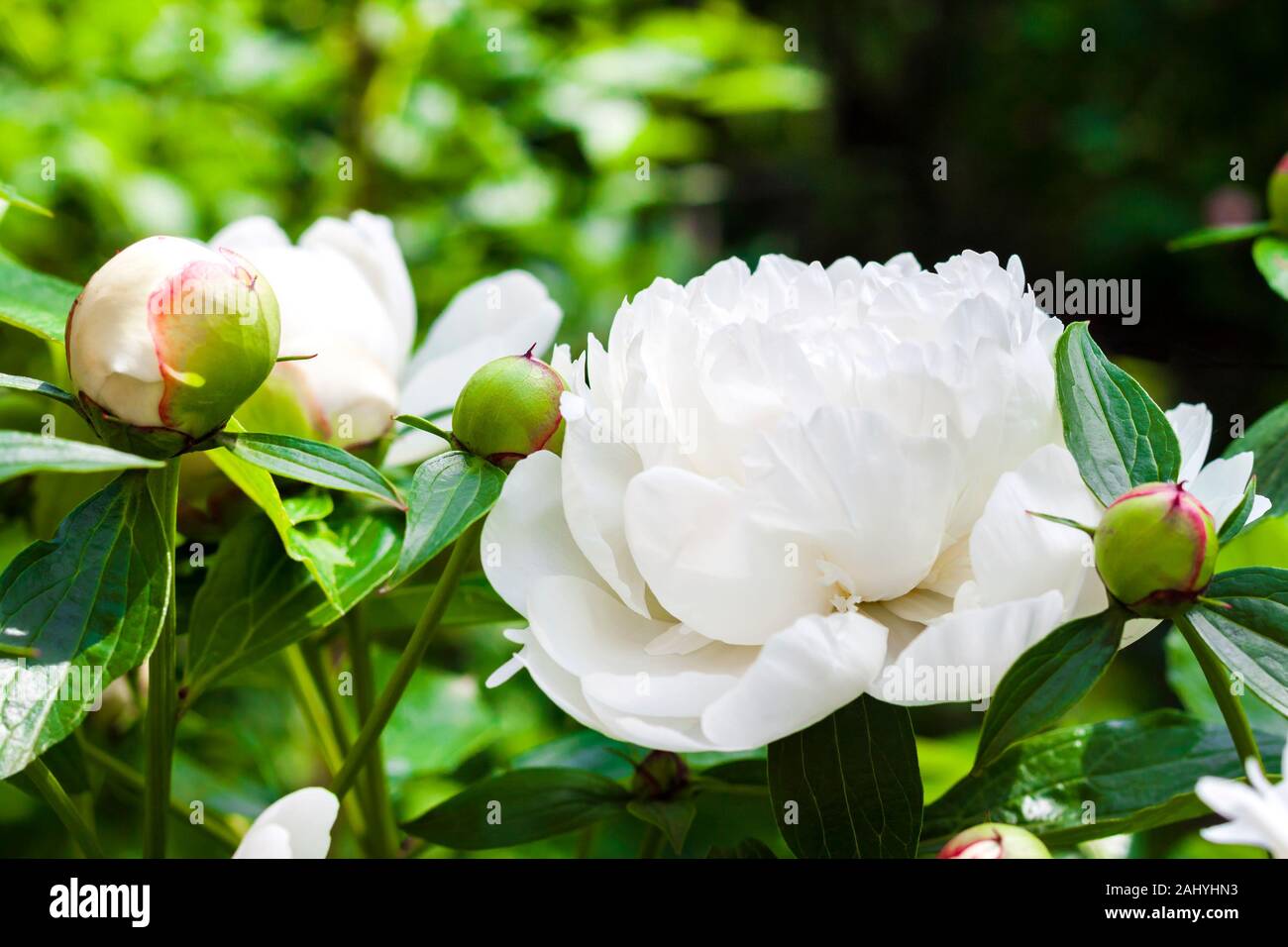 Close-up di peonia bianca sul verde giardino sullo sfondo Foto Stock