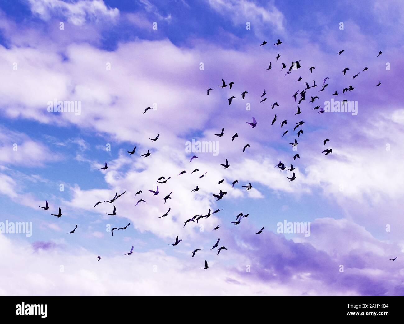 Molti piccioni in cielo blu sfondo. Piccioni che volano nel cielo. Uccelli selvatici. Concetto dei sogni. Foto concettuale. Romantico Foto Stock