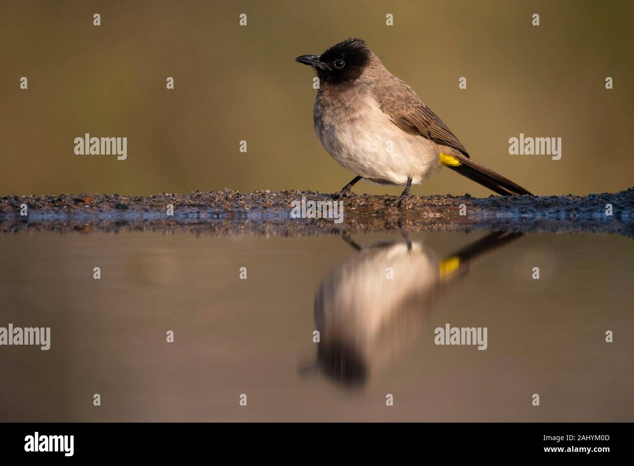 Bulbul comune, Pycnonotus barbatus, Zimanga Game Reserve, Sud Africa Foto Stock