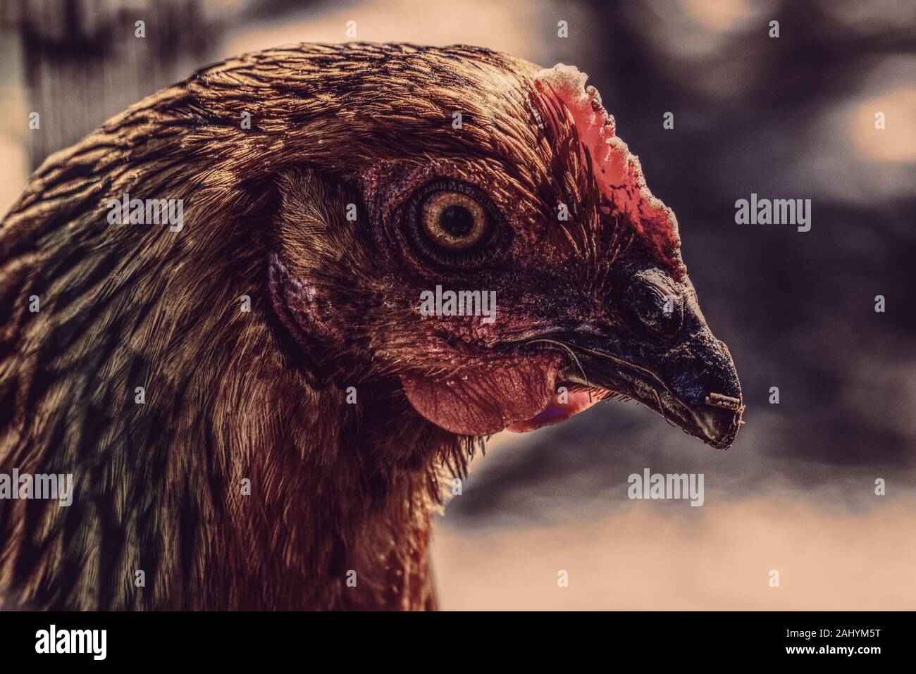 Wild testa di pollo e sfondo sfocato Foto Stock