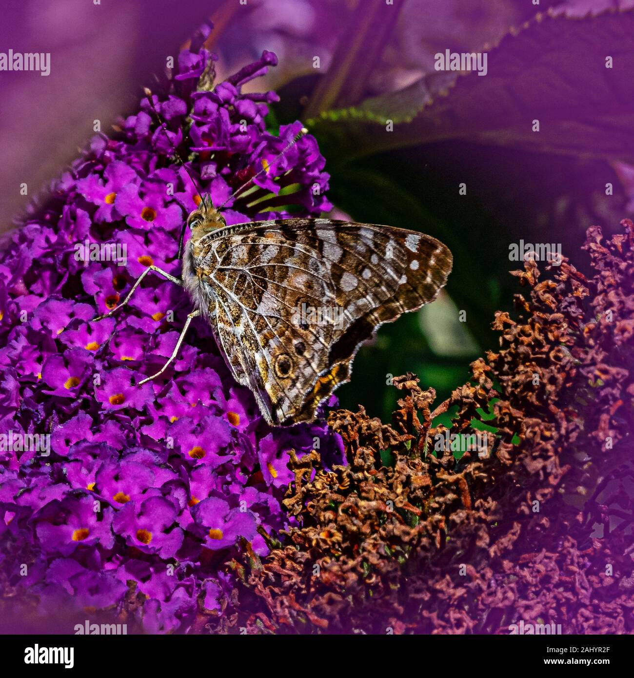 dipinta farfalla signora su fiore buddlea Foto Stock