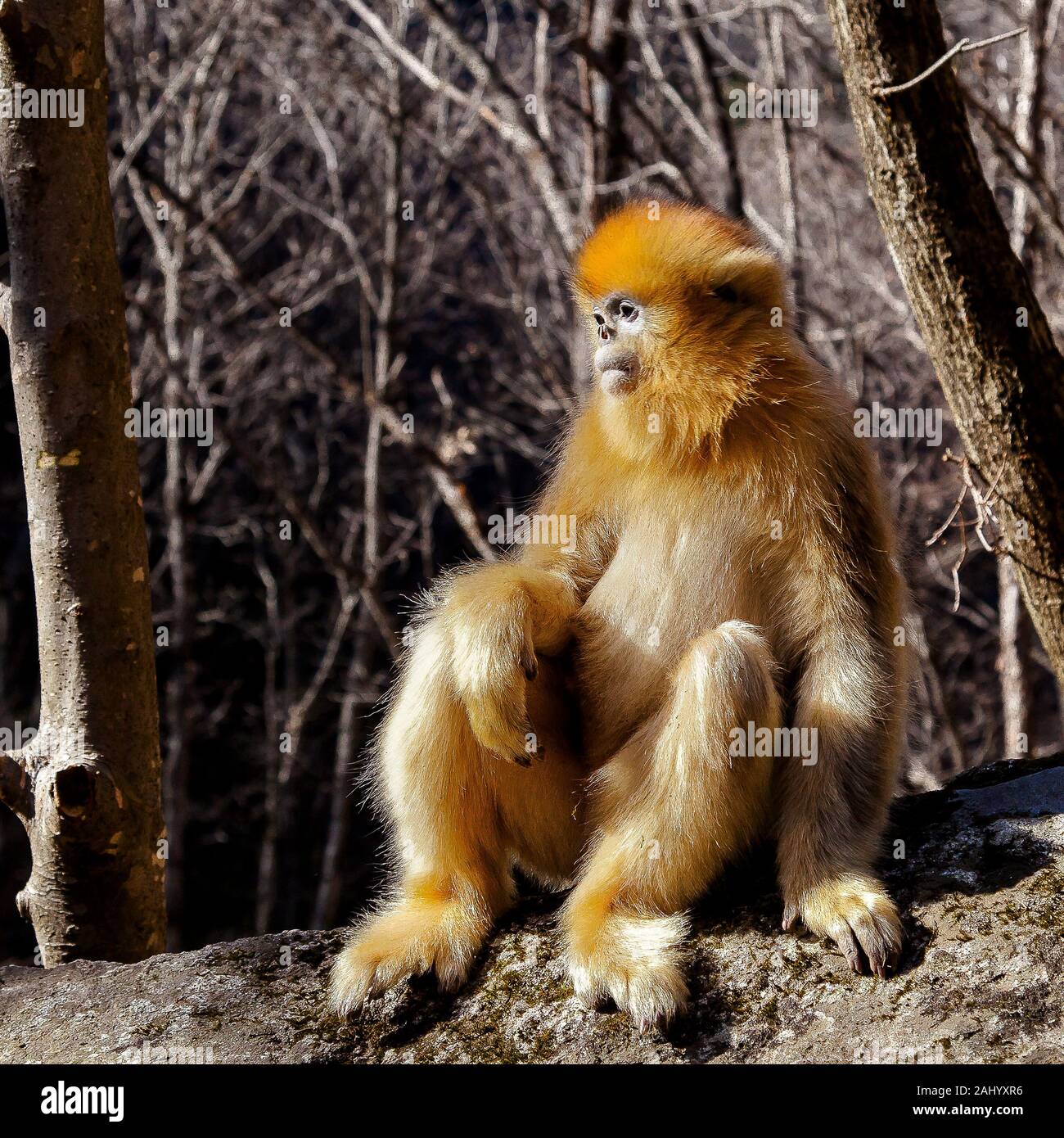 Rhinopithecus roxellana immagini e fotografie stock ad alta risoluzione ...