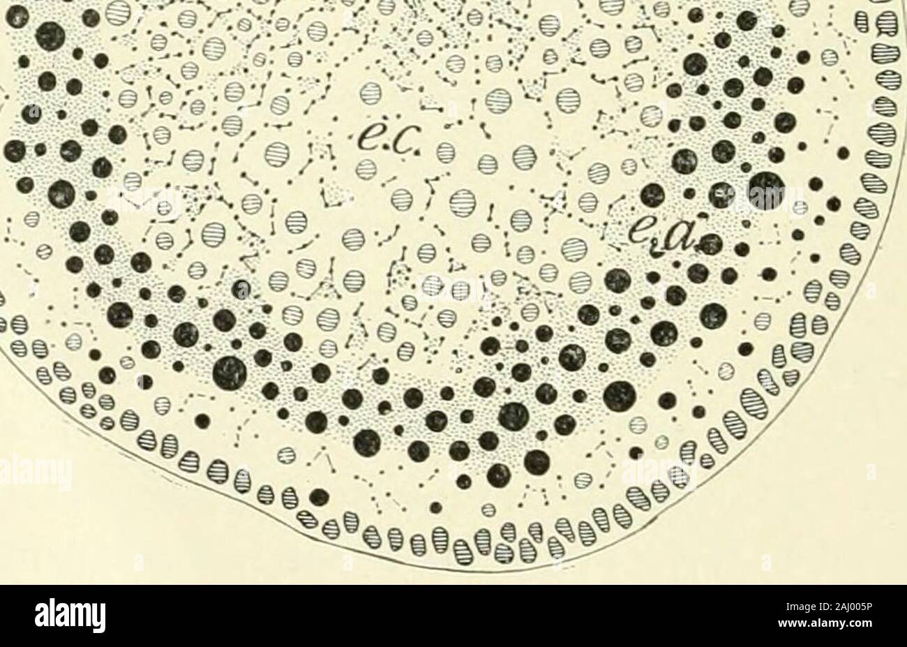 Ufficiale di zoologia sperimentale .§ ••. Fig. 39. La sezione assiale di un uovo non fecondato che erano rimasti in acqua di mare due hoursand sette minuti prima di uccidere. La a e c sferule del endoplasm hanno segregato fuori{e.a., e e.c; confrontare Fig. 5). Uno strato trasparente è sorta tra il ectoplasm (£) e Thea endoplasm; il centrosome esterna del mandrino di maturazione ha diviso e una volta il oneserveral interna volte. 32 e 40). Sezioni prese in questo momento mostrano che la parte di thepolar ectoplasm si immerge nell'interno dell'uovo (Fig. 40, P.E.).Questo è molto cospicuo in quattro-celled stag Foto Stock