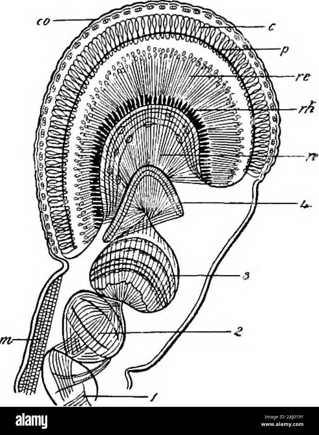 Contorni di zoologia . glia di catena theventral, nervi andare a thehind-gut. Se il cervello essere materia-ed come la fusione di due coppie ofganglia, come lo sviluppo sug-ospite, e la sub-esofagee ascomposed di sei coppie di fusi, therthese, insieme con gli undici otherpairs della catena ventrale, givea totale di diciannove nervo-centri,-una coppia per ogni coppia di append-età. Sistema sensoriale.-Un skinclothed con chitina non è la Fig. 143suscettibili di essere di per sé verysensitive, ma alcuni sono thesetae, e alcuni ob-server descrivono una peri-plesso pheral del nervo-cellsbeneath l'epidermide.i set non sono mereoutgrow Foto Stock