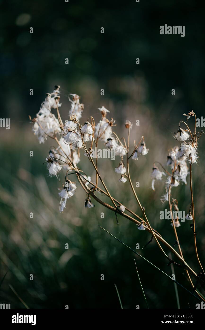 Delicato autunno impianto a secco con luce bianca di cotone come pappus semi. Foto Stock