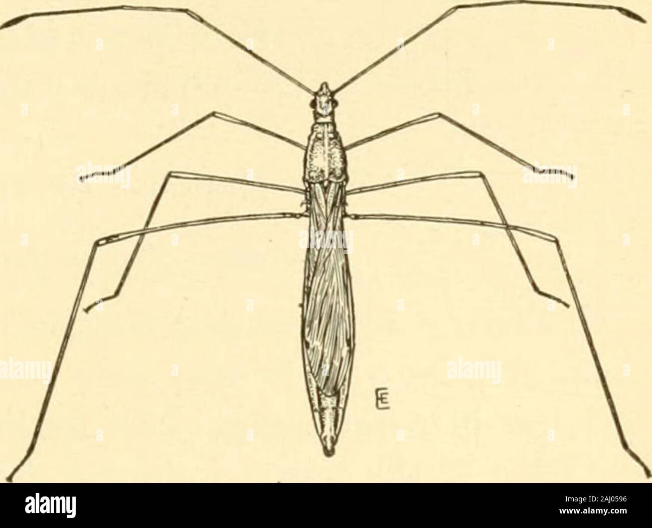 Manuale dell'orto insetti . er, allungato, brunastro bug con lunghi,delicato, filo-come le gambe e le antenne. L'ultimo giunto del•antenna è ingrandita e nero. Gli insetti sono trovati su lowvegetation in boschi e campi. La femmina si attacca le uova singolarmente agli steli di tomatoplants. L'uovo è ^ pollice in lunghezza, cilindrica arrotondata di insetti di pomodoro 173 in corrispondenza di ciascuna estremità, di colore biancastro al marroncino pallido in colore e debolmente ridgedlengthwise. Le uova si schiudono in circa cinque giorni. Il nymphsare verde brunastro con le gambe scure. In alimentazione, il bugspuncture gli steli, theblossom steli, gli ovuli-ries e t Foto Stock