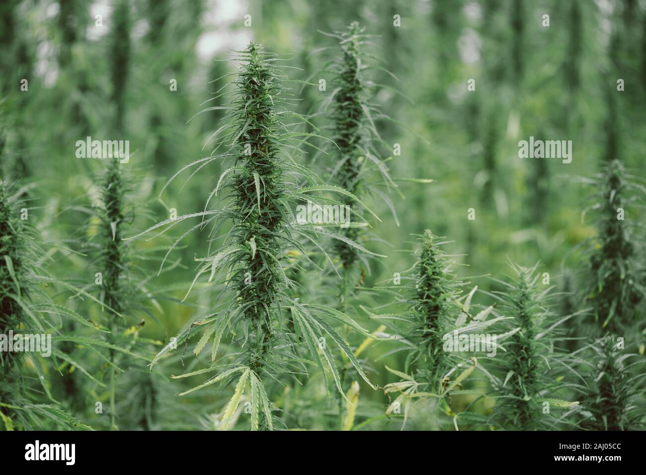 Campo di canapa industriale di allevamento è pronta per il raccolto Foto Stock