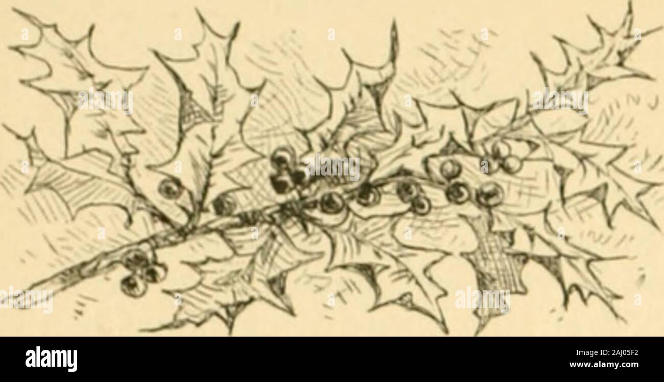 Le opere poetiche di Sir Walter Scott, baronet; ed con una attenta revisione del testo . 128 SCOTTS opere poetiche.. ittarmion. INTRODUCTIOX al sesto canto.Per KICHAKU HEBER, Esq. Casa Mertoitii, Natale. Hf.ap su più di legno ! - Il vento è chill; lUit lasciarlo fischio come sarà, siamo II mantenere i nostri auguri di Buon Natale ancora. Età Kach ha giudicato il nuovo nato anno i più forti per il tempo di festa cheeer: anche, ancora pagane, il savage Dane a lol più profonda la mead ha fatto drain, alta sulla spiaggia le sue galere drew, feasted e tutto il suo equipaggio pirata; poi nella sua bassa e pino-costruito hall, dove le protezioni e assi decke Foto Stock