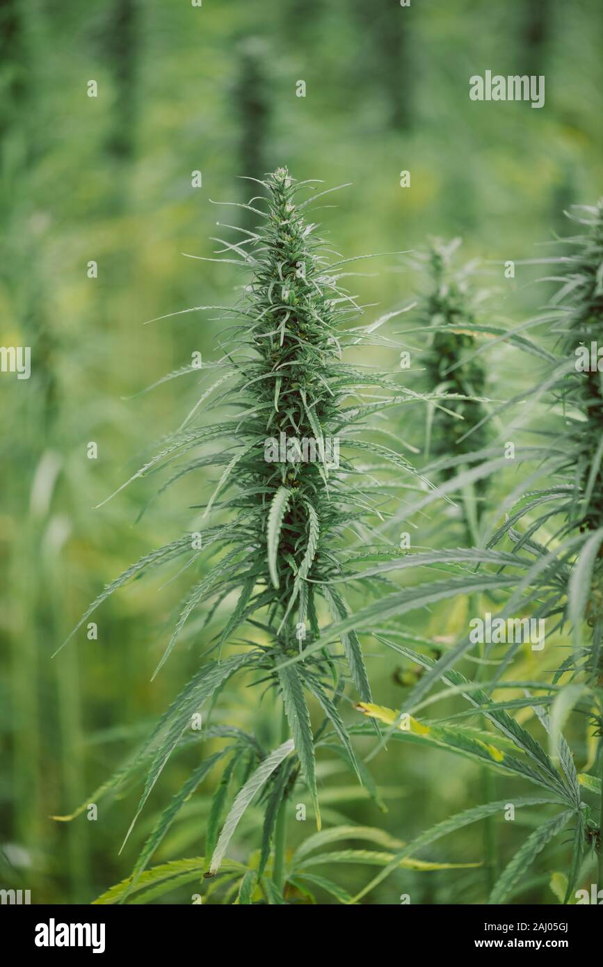 Marijana impianto. Campo di canapa con la cannabis pronti per il raccolto. Foto Stock