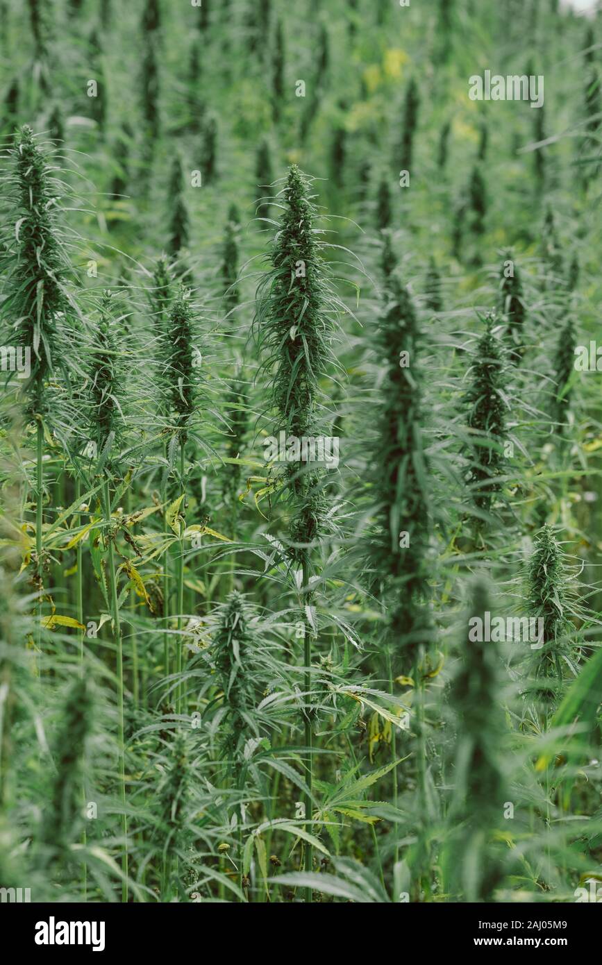 Piante di canapa sul campo di cannabis Foto Stock