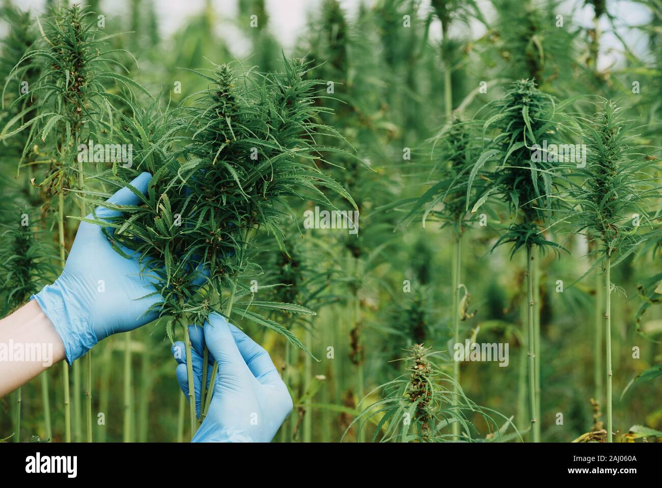 Scienziato e attesa mostra piante di cannabis sul campo di canapa. Foto Stock