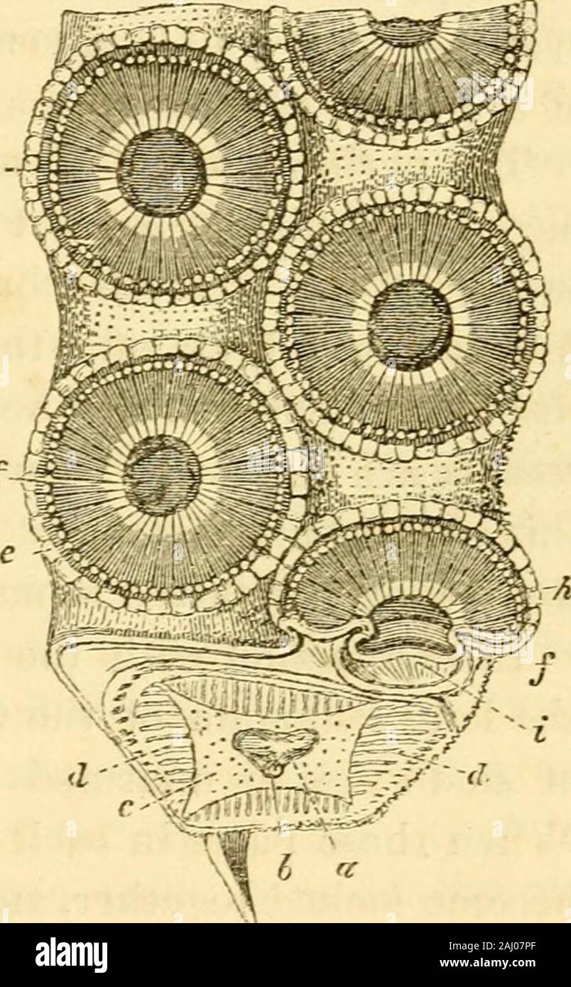 Lezioni sul confronto di anatomia e fisiologia degli animali invertebrati : consegnata presso il Royal College of Surgeons . due sottili e distinti strataof fibre, di cui il islongitudinal esterna e quella interna trans-versetto. La struttura meccanica di theacetabulum può essere favorevolmente studiediii il polpo, in cui quelle organsare di grandi dimensioni e, sessili. Thecircumference del disco del suckeris sollevata da un margine tumid {h) ; aseries di pieghe sottili di membrana {f)icovering fasciculi corrispondente di mus-cular fibre, convergono dal circum-ference verso il centro del Foto Stock