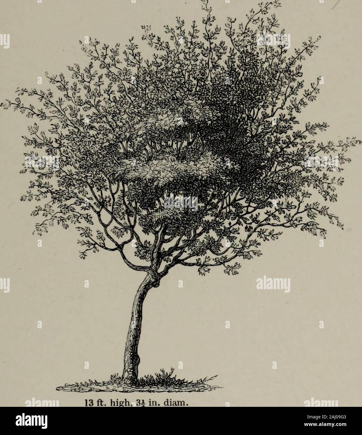 Arboretum et fruticetum britannicum o : gli alberi e gli arbusti di Bretagna, native e straniere, Hardy e semi-hardy, graficamente e botanicamente delineate, e scientificamente e popolarmente descritto ... . Orat&purpurea di gus.Il ipurple ramificato Thorn. 133. ft. alta, 3|. diam. Foto Stock