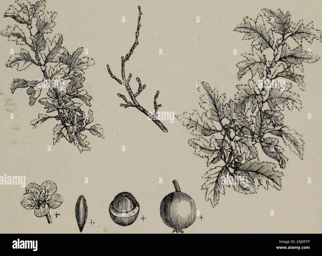 Arboretum et fruticetum britannicum o : gli alberi e gli arbusti di Bretagna, native e straniere, Hardy e semi-hardy, graficamente e botanicamente delineate, e scientificamente e popolarmente descritto ... . 16 ft. Alta, bk. diam.. Orat&purpurea di gus.Il ipurple ramificato Thorn. 133 Foto Stock