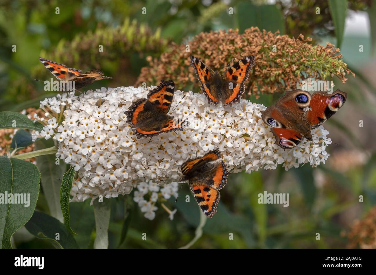 White Buddleia, con masse di farfalle su: piccolo tortoiseshells, Aglais urticae, e Peacock, Aglais io. Foto Stock