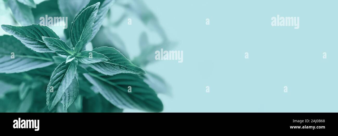 Close up menta su sfondo blu. Tonica banner con copia gratuita spase. Foto Stock