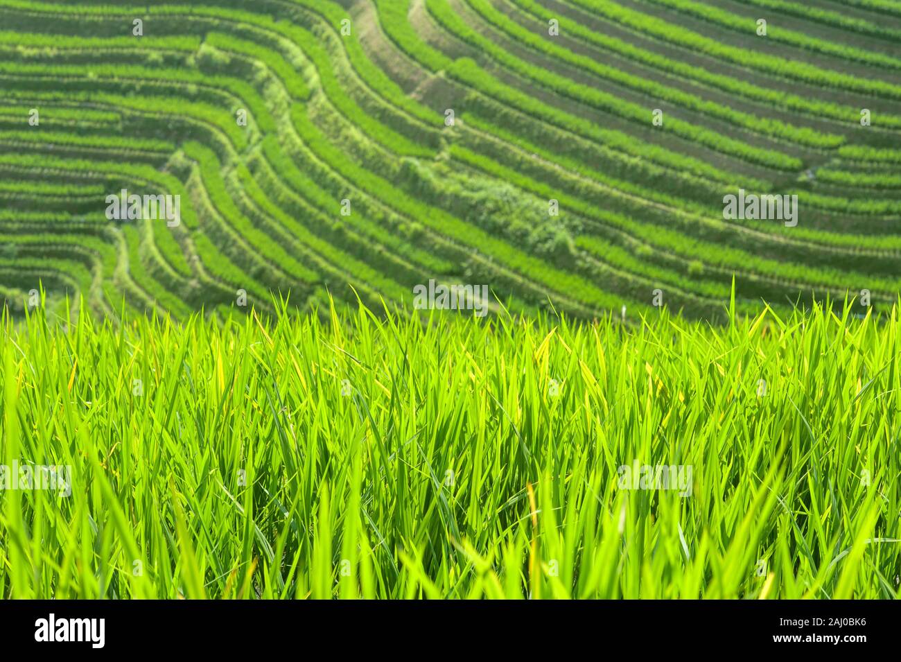Close-up di riso verde piante che crescono nei campi di Longsheng terrazze di riso, provincia di Guangxi, Cina Foto Stock
