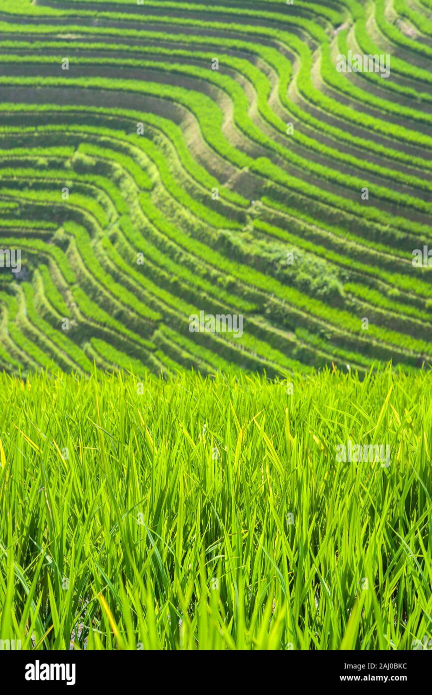 Riso Verde piante che crescono nei campi di Longsheng terrazze di riso, provincia di Guangxi, Cina Foto Stock