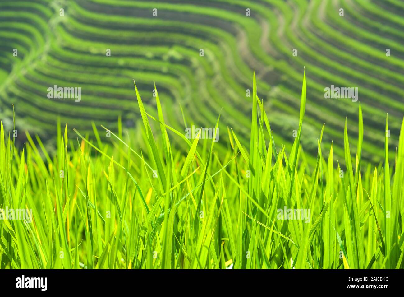 Riso Verde spara a crescere a Longsheng terrazze di riso, provincia di Guangxi, Cina Foto Stock