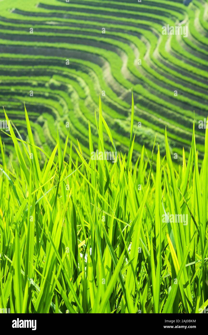 Le piante di riso nei campi del Dragon's Backbone terrazze di riso, Longsheng County, provincia di Guangxi, Cina Foto Stock