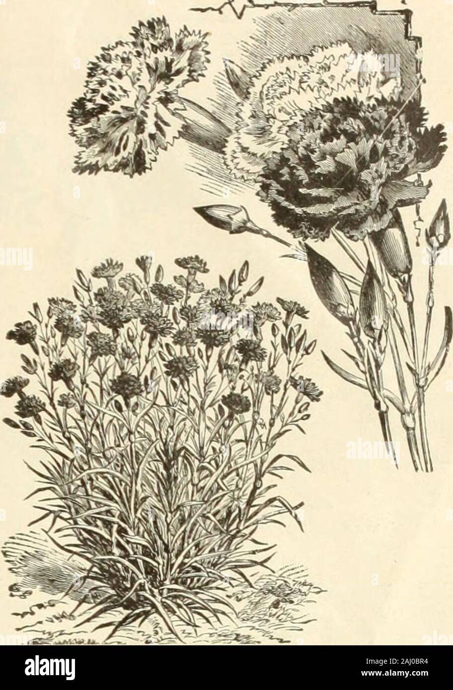 Prezzo all'ingrosso-elenco dei semi delle lampadine & forniture per fioristi : la primavera 1903 . Giacinto Formosum fiorito. Blu scuro, alto pilastro della bellezza. Blu cielo Nudicaule. Scarlet DIAXTHUS. Rosa. Doppia TINKS fioritura. Chinensis. Miscelati Cinnensis Aldus, fl. pi. Doppia bianca Heddewigii, fl pi. Doudle Giappone Rosa, mista. Diadematus. Diadem Laciniatus Rosa, fl. pi. Frange. Imperialis misti.fl.pl. Imperial rosa rosa doppia. Tutti i tipi, misti .25.25.10.25.25 05.05.05.10.10.20.15 .05.05.10.10.10.05.05 singola rosa in fiore. Frange. (Laciniatus.) 05 il Giappone. Con striping e notato (Heddewigii) 10 Crimson Belle. Dark Foto Stock