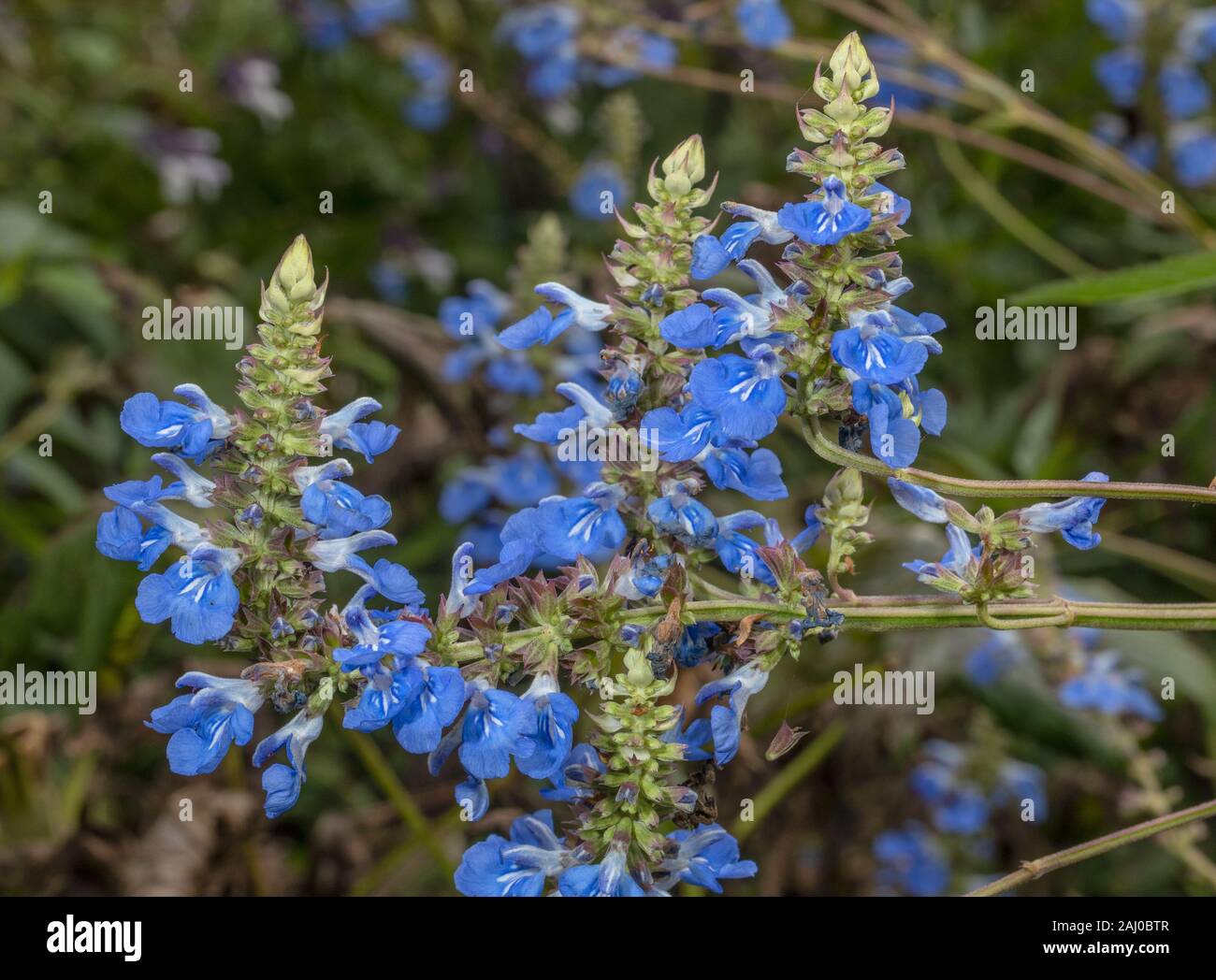 Bog salvia, Salvia uliginosa in fiore nel giardino. Dal Sud America. Foto Stock