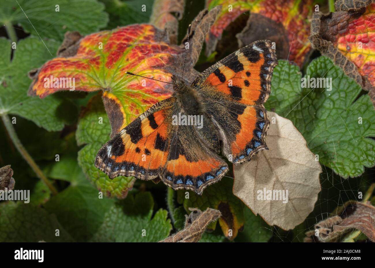 Piccola tartaruga, Aglais urticae si stabilirono nel giardino di confine, tarda estate. Foto Stock