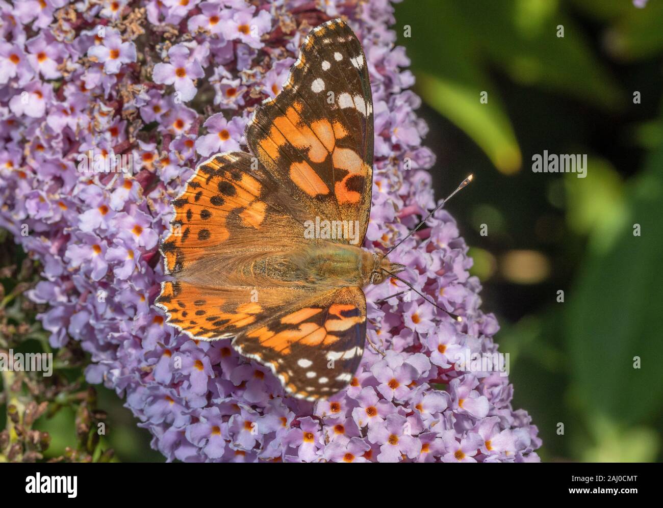 Dipinto di lady, Vanessa cardui su giardino Buddleia in giardino, tarda estate. Foto Stock