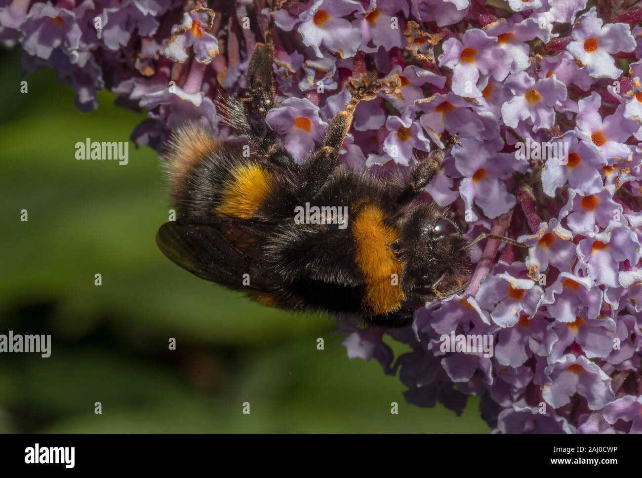 Buff-tailed bumblebee, Bombus terrestris su Butterfly Bush, Buddleia davidii, Devon. Foto Stock