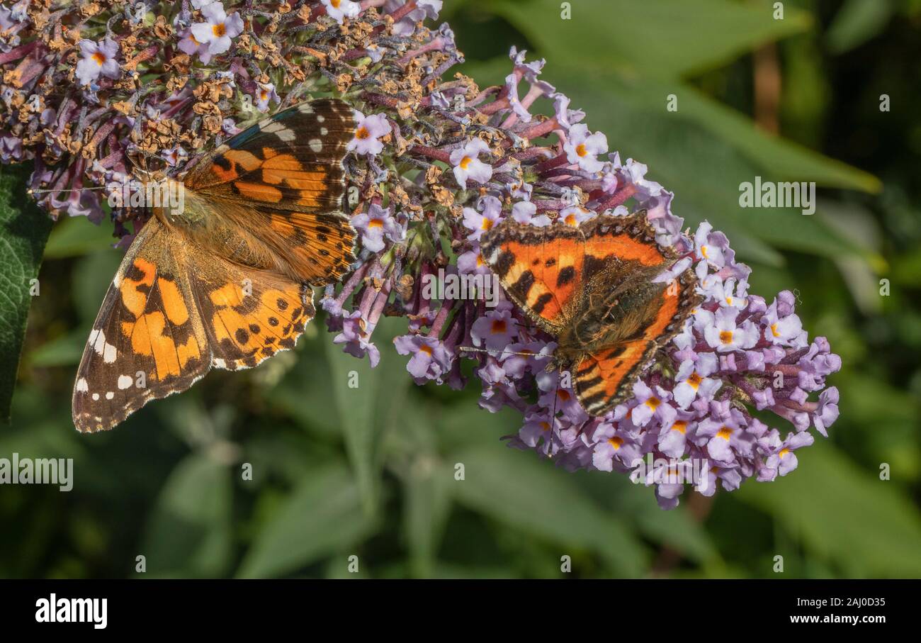 Dipinto di lady, Vanessa cardui e piccola tartaruga butterfly su giardino Buddleia in giardino, tarda estate. Foto Stock