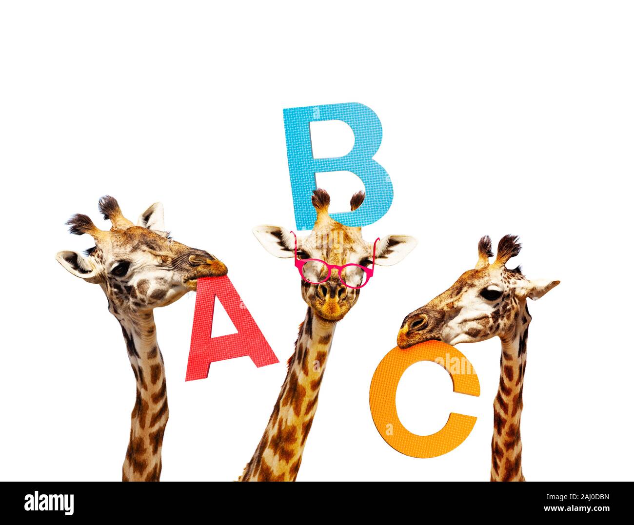 Tre le giraffe alfabeto di apprendimento tenere lettere abc ritratto Foto Stock